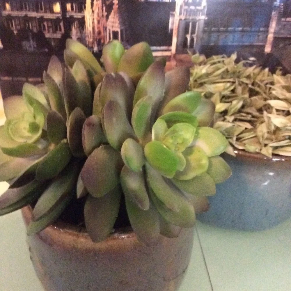 Hand Thrown Planters